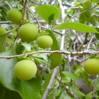 Dovyalis hebecarpa (Gardner) Warb.